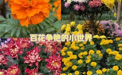 四季菊有哪些品种？