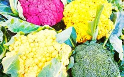 花菜类蔬菜有哪些品种