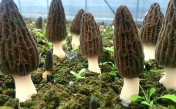 川羊肚菌一号如何高效栽培？