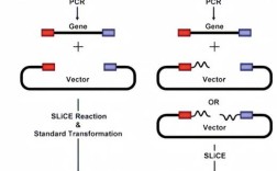 重组DNA技术发生在何处？