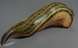 哪些水蛭品种具药用价值？