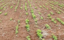 农广天地艾叶种植技术