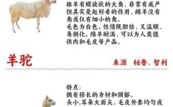 中国羊有哪些独特品种？