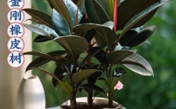 橡胶树品种如何通过图片辨别？