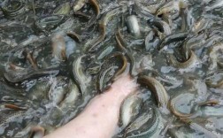 台湾大泥鳅养殖技术视频如何高效掌握？