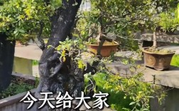 哪些盆景品种最有价值？