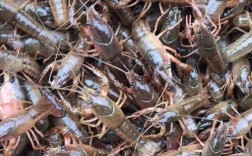 2025禄泰虾苗品种有哪些？优缺点是什么？