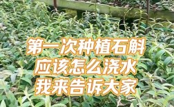 药材石斛如何种植技术