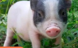 哪些猪品种适合放养？