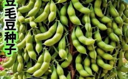 黄豆跟毛豆一个品种吗