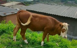 哪种牛品种生长速度最快？