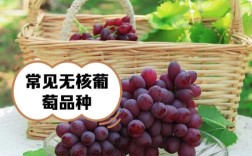 无核红葡萄品种究竟有多少？