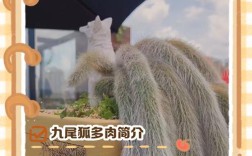 狐狸养殖技术视频怎么学？关键步骤有哪些？