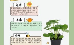 水培草莓怎么种？视频教程教你轻松上手！