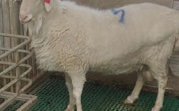 2025年湖羊价格行情