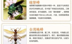 意蜂为何是繁殖最快的蜂种？