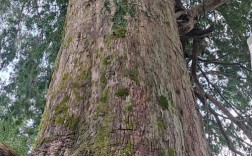 红豆杉哪个品种好？