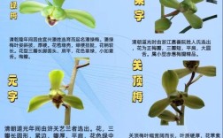 惠兰品种价格差异大？