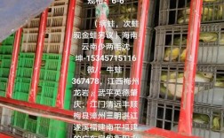 2025牛蛙价格为何持续低迷？