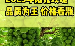 今年葡萄价格为何这么好？