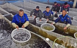 大鱼养殖技术视频有哪些关键要点？