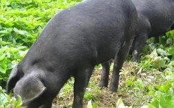 辽宁丹黑猪哪个品种好？