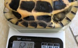 2025年石金钱龟价格会受哪些因素影响？养殖户该如何应对市场波动？