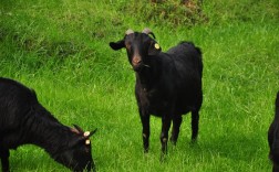 湖南养羊什么品种最合适？