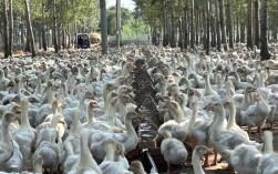 草原鹅有哪些常见品种？