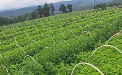 当归覆盖种植技术视频，如何掌握核心要点？