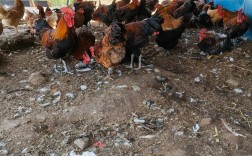 农村散养土鸡养殖技术要点有哪些？