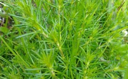 中国农科院野菜品种有哪些新突破？