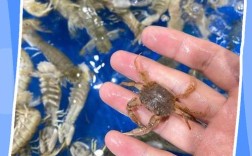 螃蟹池塘养殖有哪些关键技术要点？