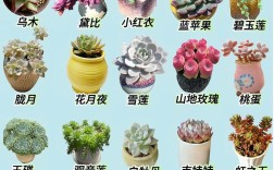 多肉品种名称与图片如何对应？