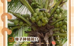 椰子种植技术有哪些关键要点？