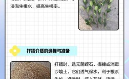 蚕桑树枝条扦插技术要点有哪些？