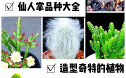 仙人球品种名称有哪些？