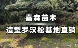 河南种罗汉松啥品种好？