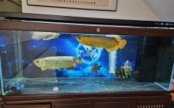 红龙鱼混养选什么新品种鱼合适？