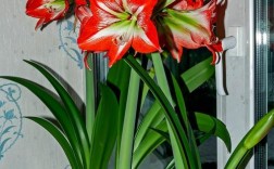 君子兰品种有哪些？图片怎么识别？