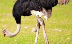 鸵鸟养殖技术哪里下载？