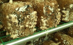 袋装香菇栽培技术图片怎么用？