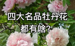 名贵牡丹花有哪些品种