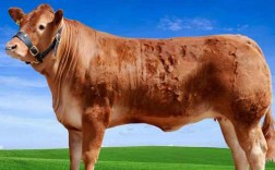 广东鲁西黄牛牛苗价格多少钱？