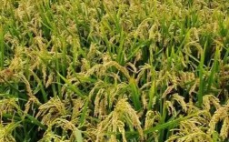 龙粳51水稻品种有何特性？