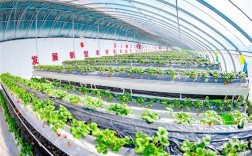 CCTV7草莓种植技术有哪些要点？