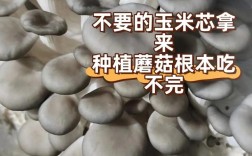 冬天种菌菇，保温加光照怎么控？