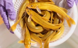 泥鳅草鱼混养如何搭配管理？