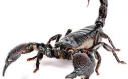 2025年野生蝎子价格会涨还是跌？