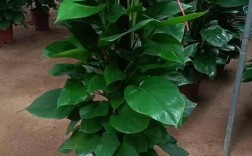 绿萝有哪些独特特征？